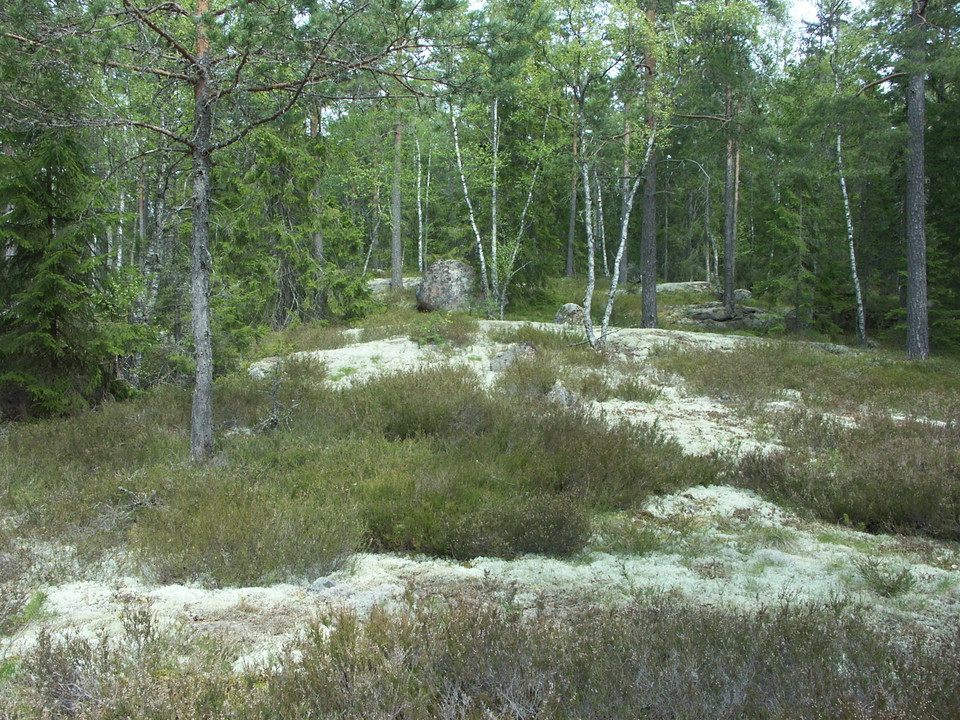 Hällar täckta av lavar, mossa och ljung. Små granar, tallar och björkar växer på marken.