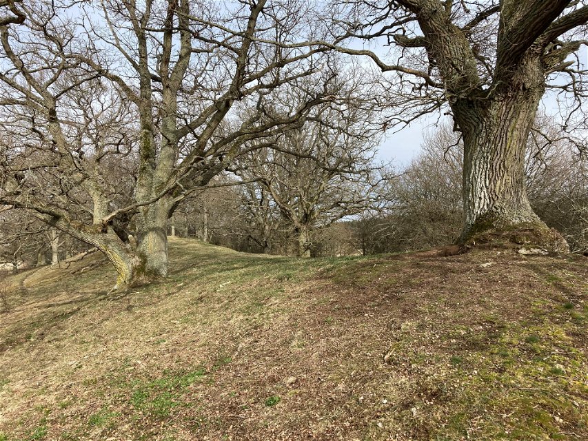 Uråldriga ekar i Pagelsborgs naturreservat 