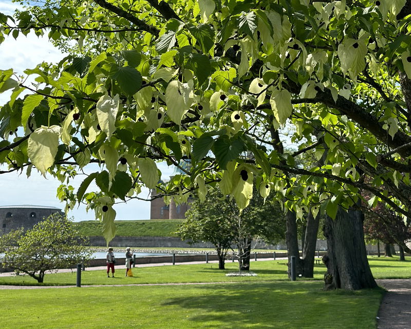 Näsduktsträdets blommor - Stadsparken