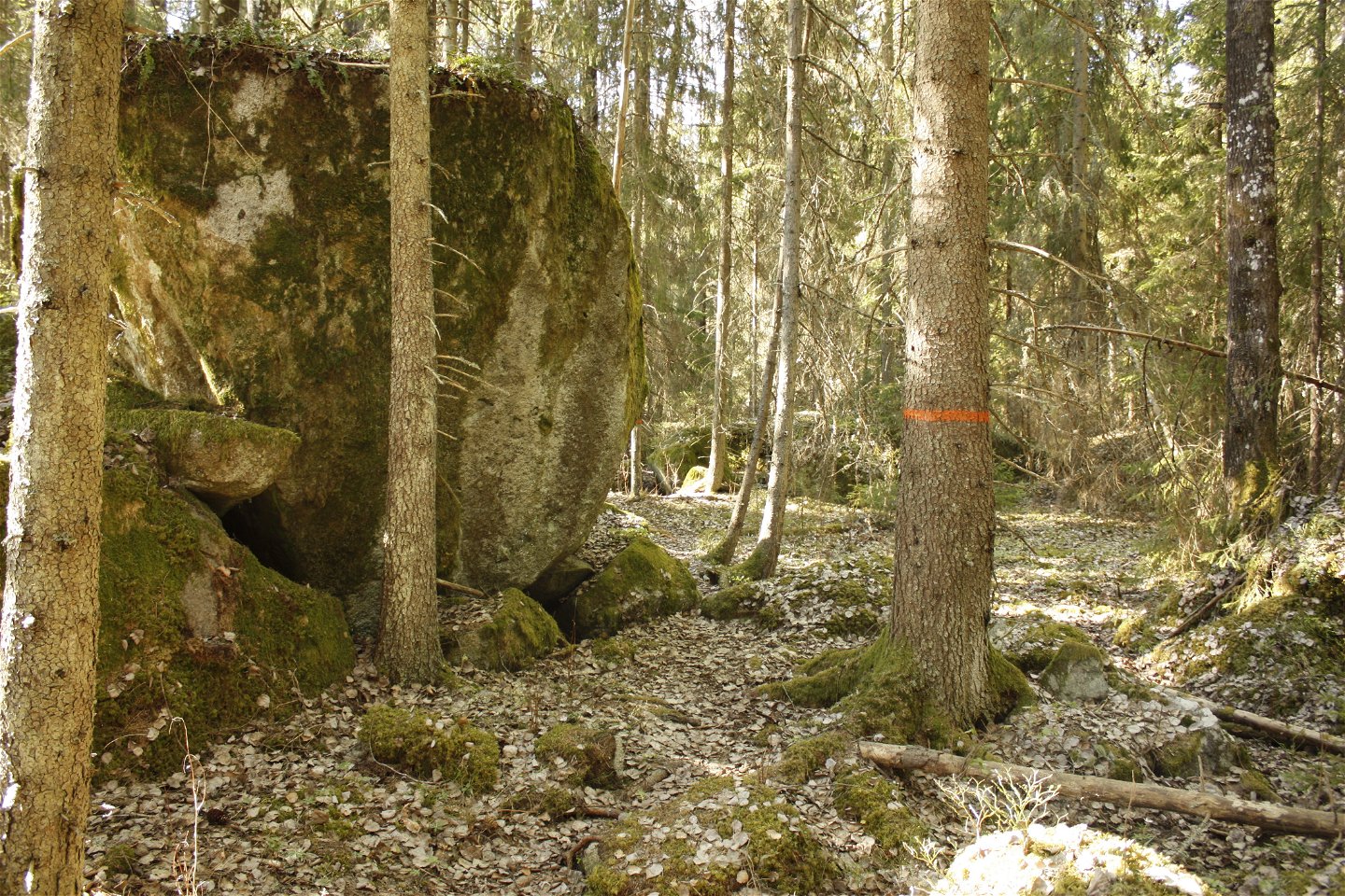 En ojämn stig med ett stort klippblock på ena sidan. På ett träd finns orange stigmarkering.