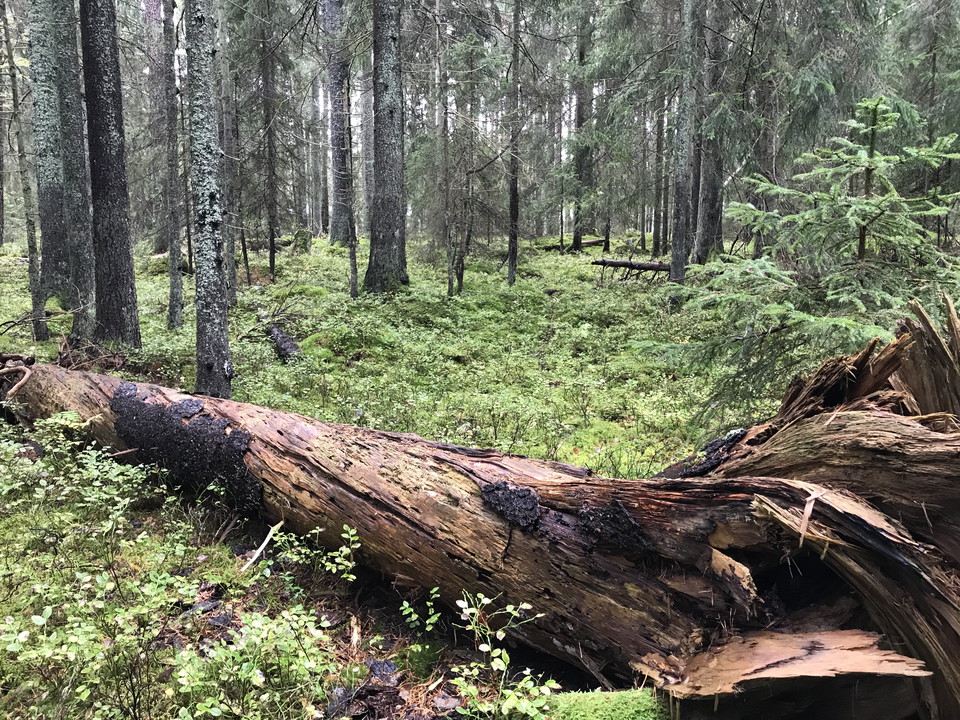 En granskog med blåbärsris på marken. I förgrunden ligger en multnande stock.