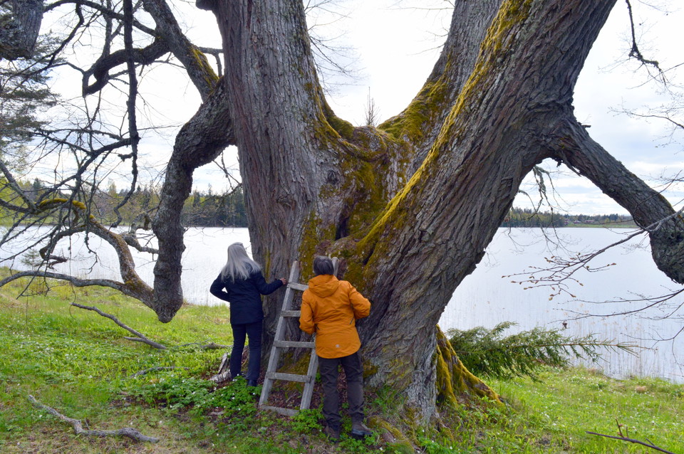 Vårdträdet Linden