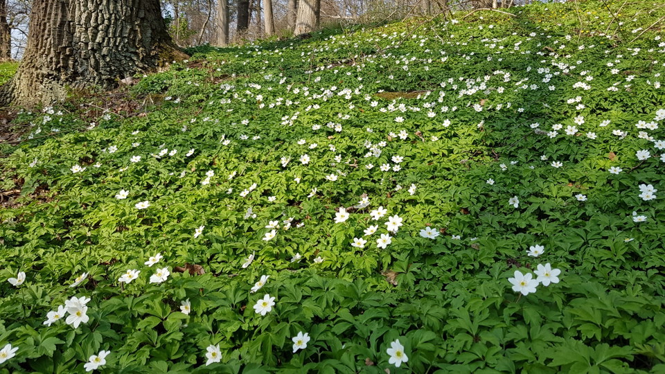 Vitsippsmatta i ekbackens lövskogslund. Foto Lidingö stad