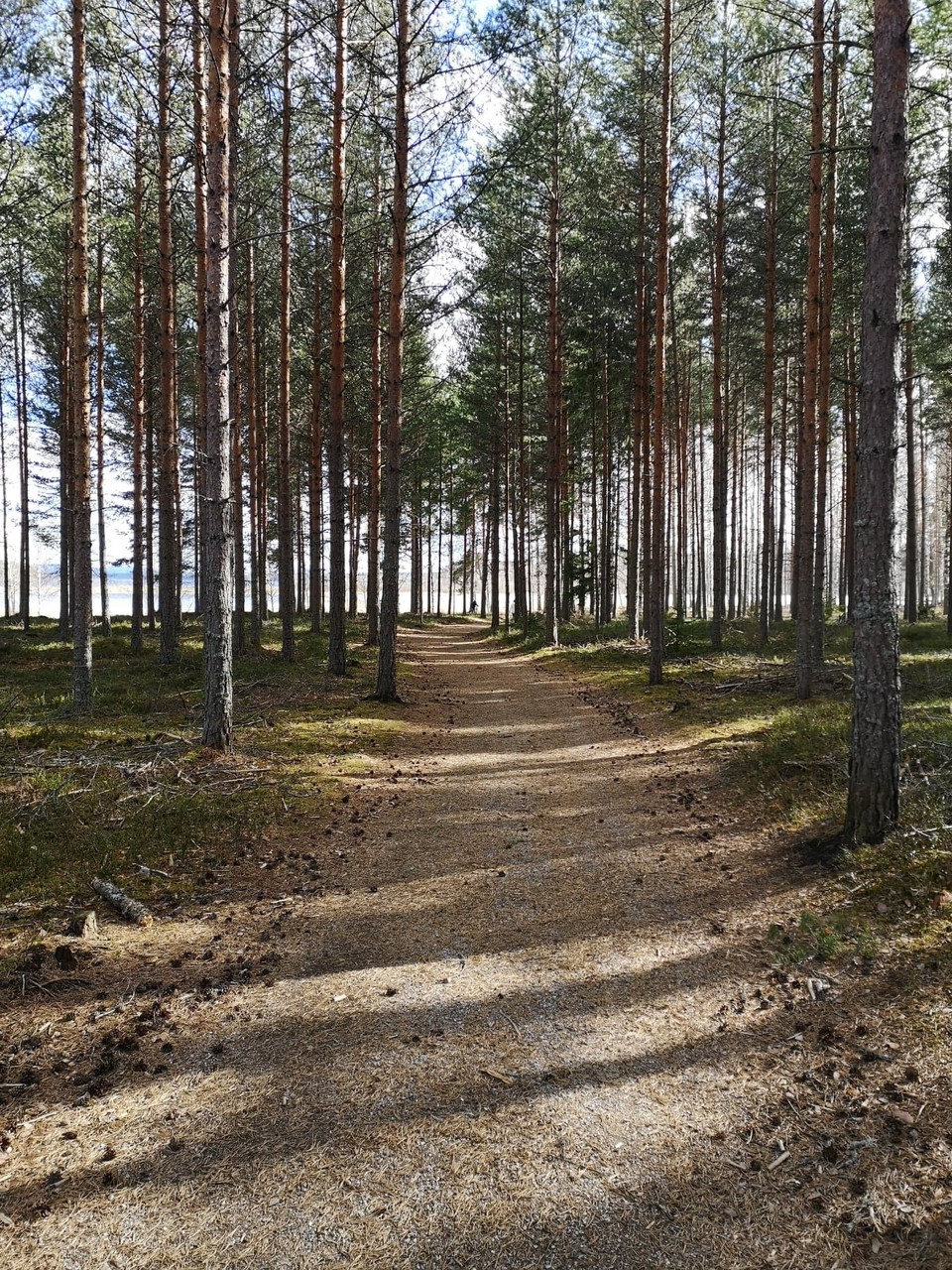 Fin tallhed nära Vesslamon