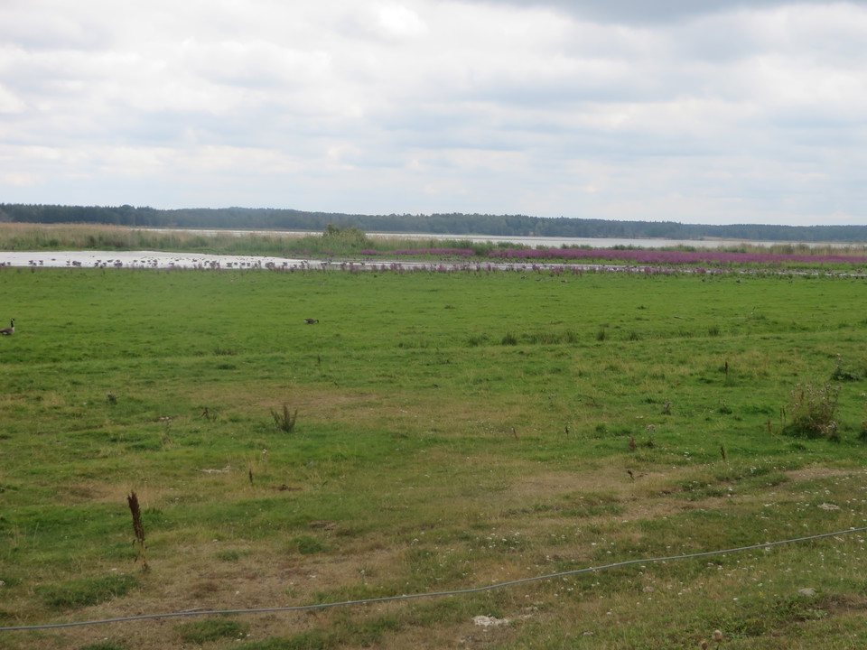 Strandängar vid Fysingen
