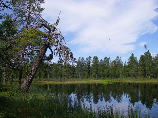 Lomtjärnen