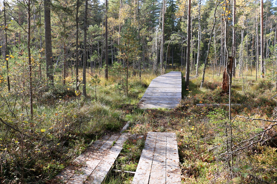 Bred spång över våtmark.
