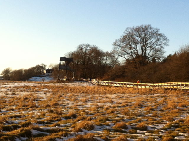 Fågeltorn, Hammarskog