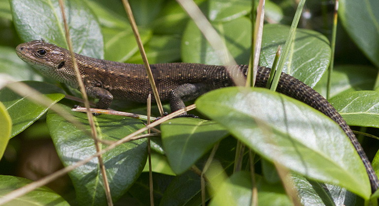 Skogsödla.