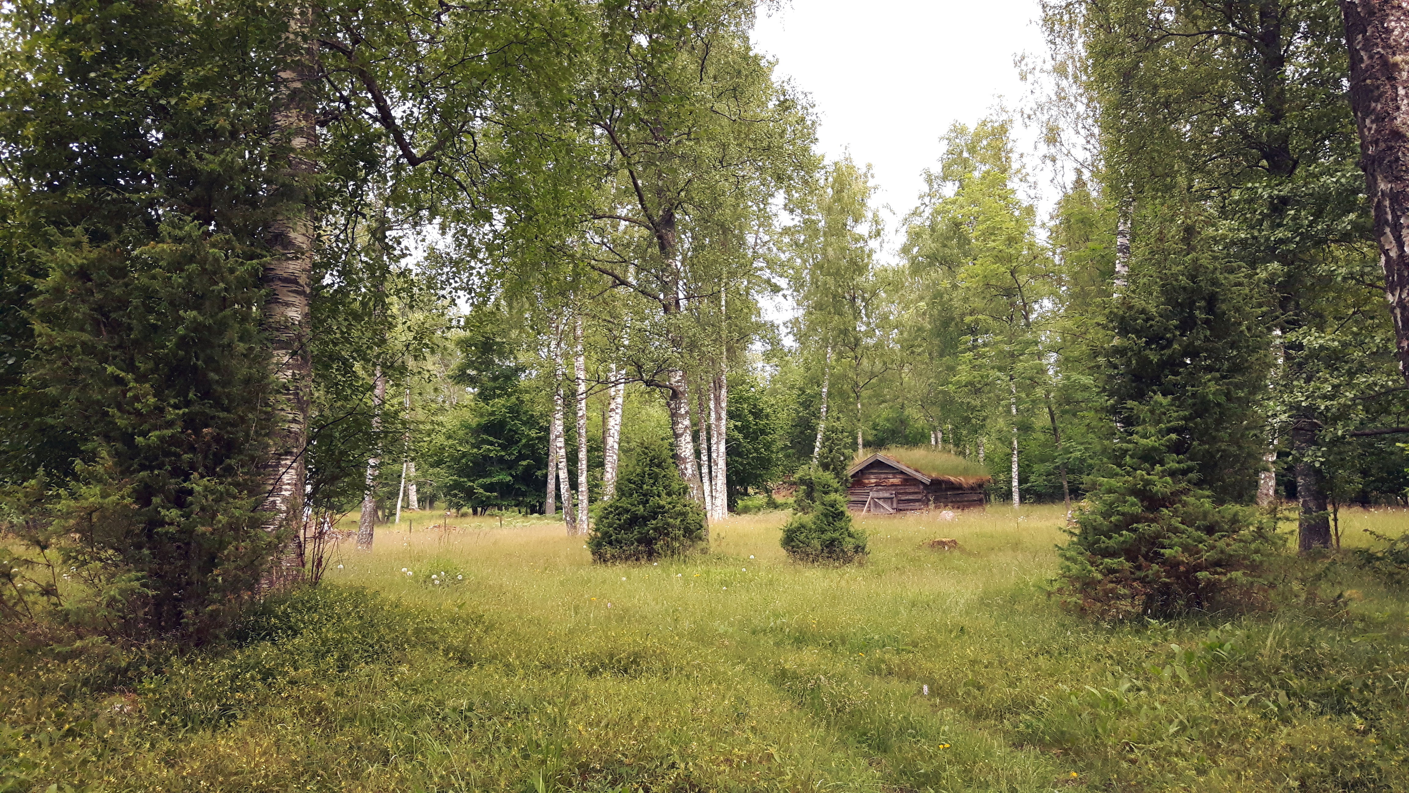 39. Näset