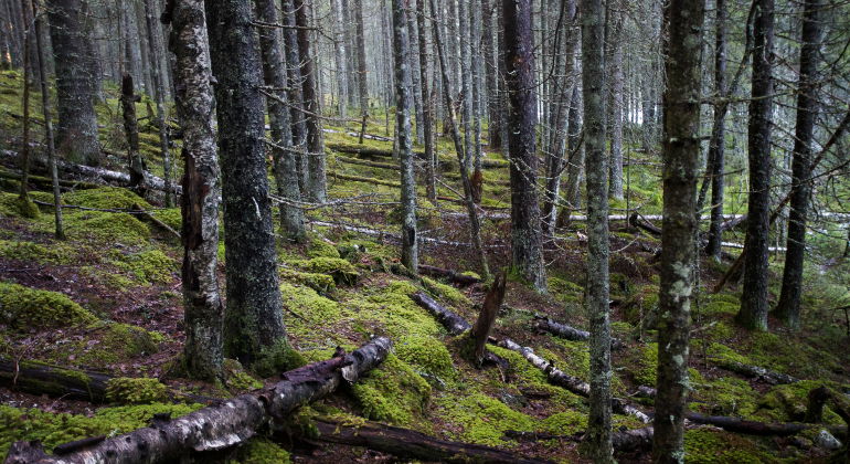 Härlig skogsterräng.