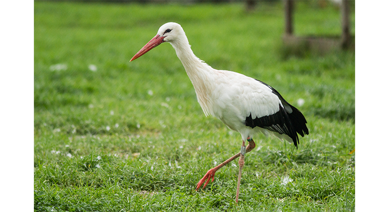 Vit stork utanför hägn vid Klingavälsån.