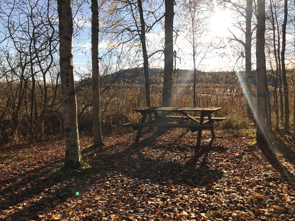 Mysig fikaplats vid Ålsjön naturreservat