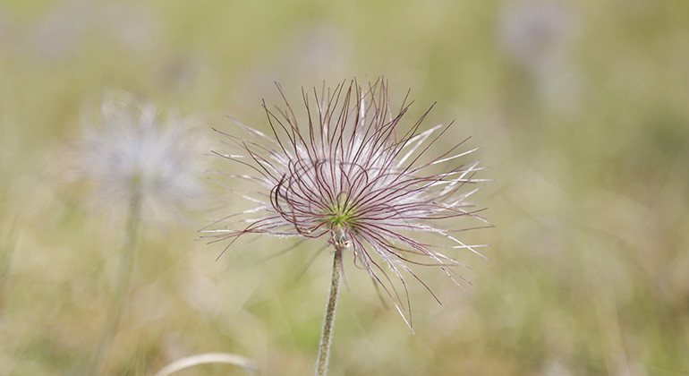 Överblommad fältsippa.