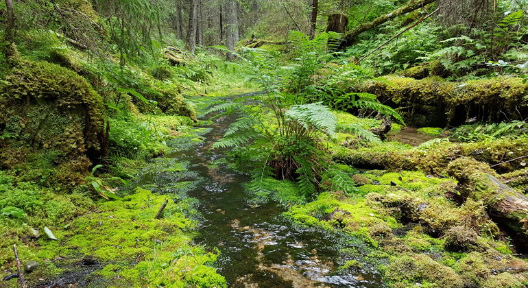 Gladbäckens källflöde med omgivande skog.