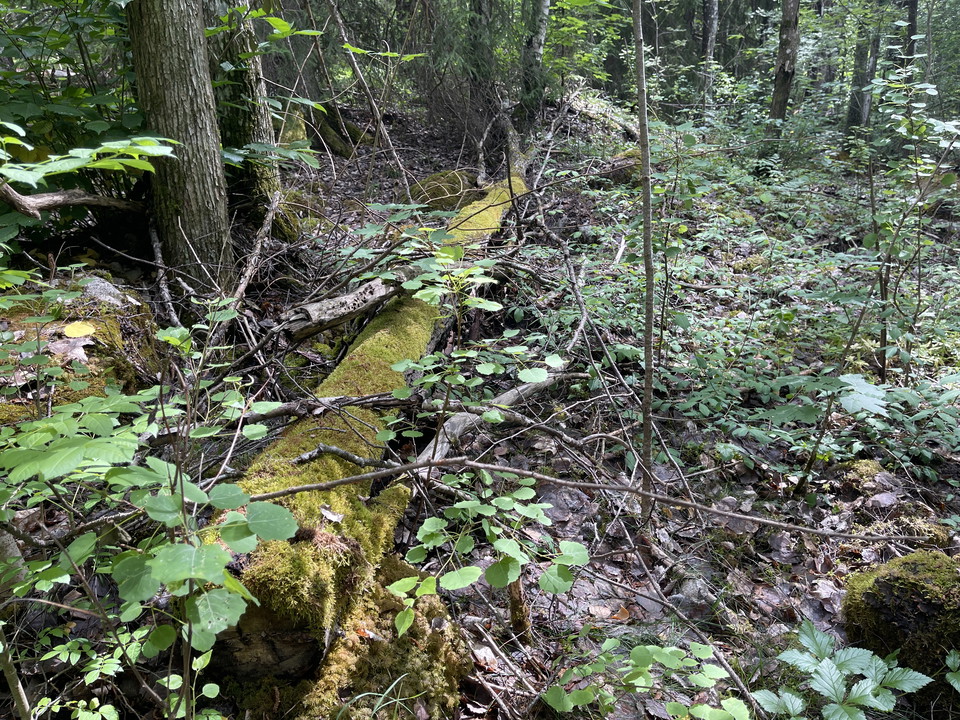 Mosstäckt trädstam som ligger på marken.