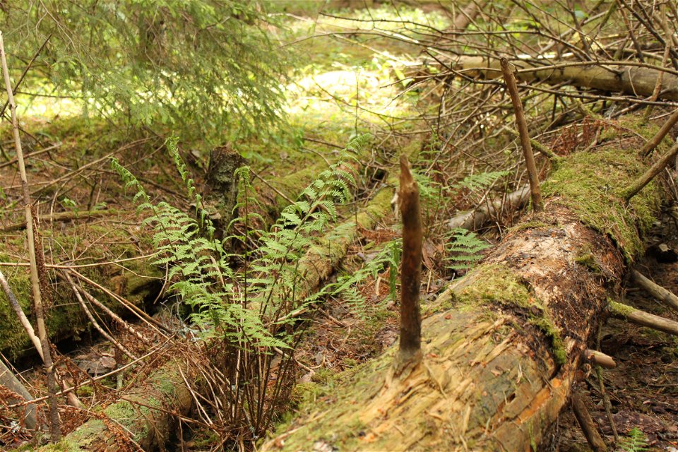 Närbild på en gammal, död trädstam som ligger på marken i skogen. Vid stammen ligger andra döda träd och det växer ormbunkar på platsen.