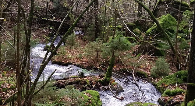 Salvebo, Naturreservat