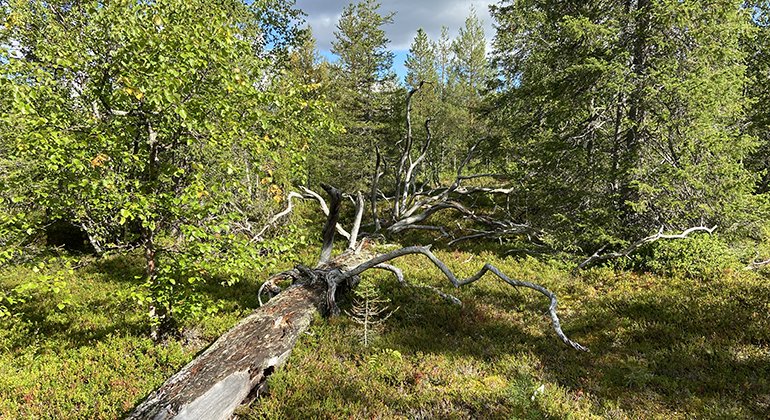 Gammelskog i Ruohojoki.