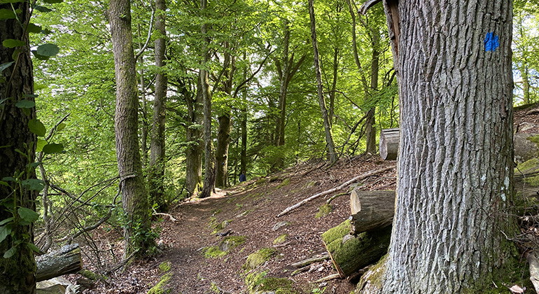 Vandring genom lövskog.