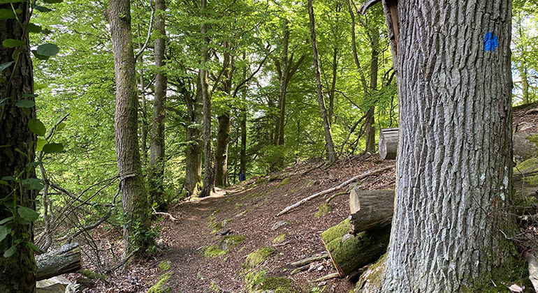 Vandring genom lövskog.