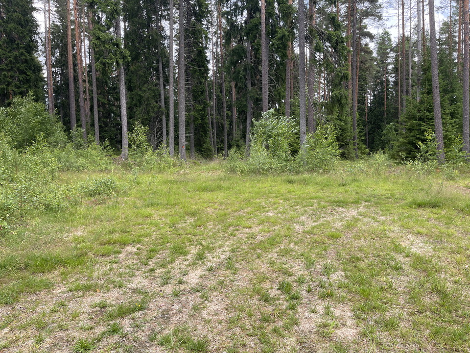 Gräsbevuxen vändplan vid skogbryn.