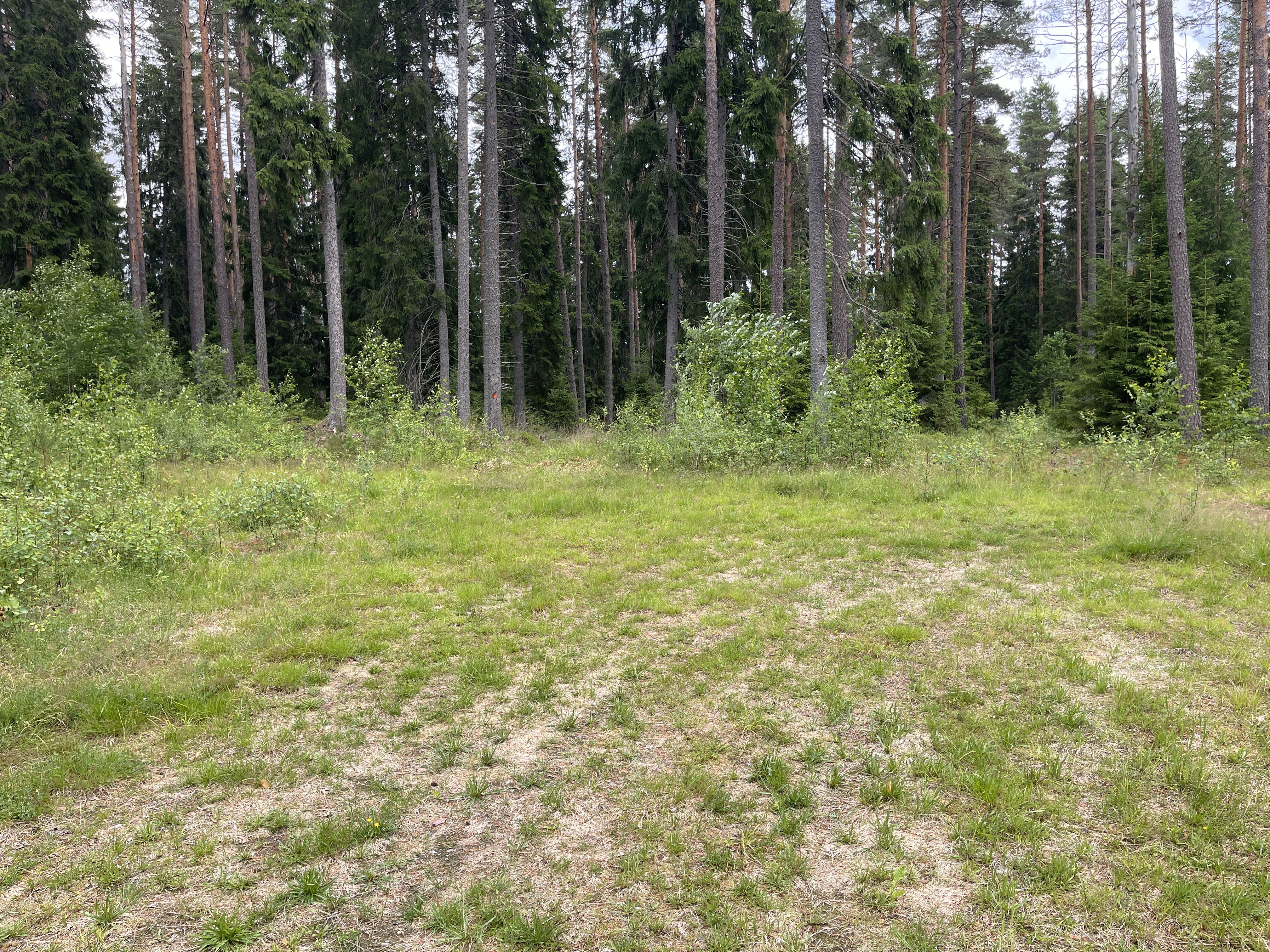 Gräsbevuxen vändplan vid skogbryn.