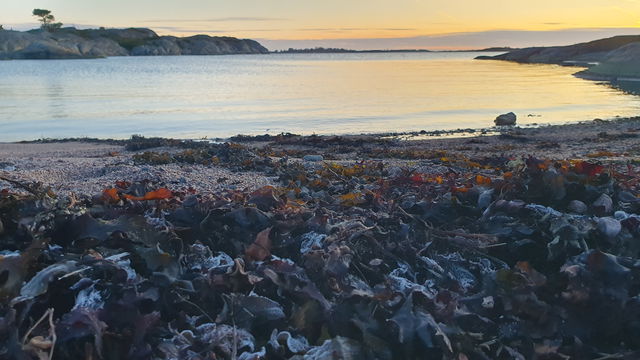 Zarahs strand