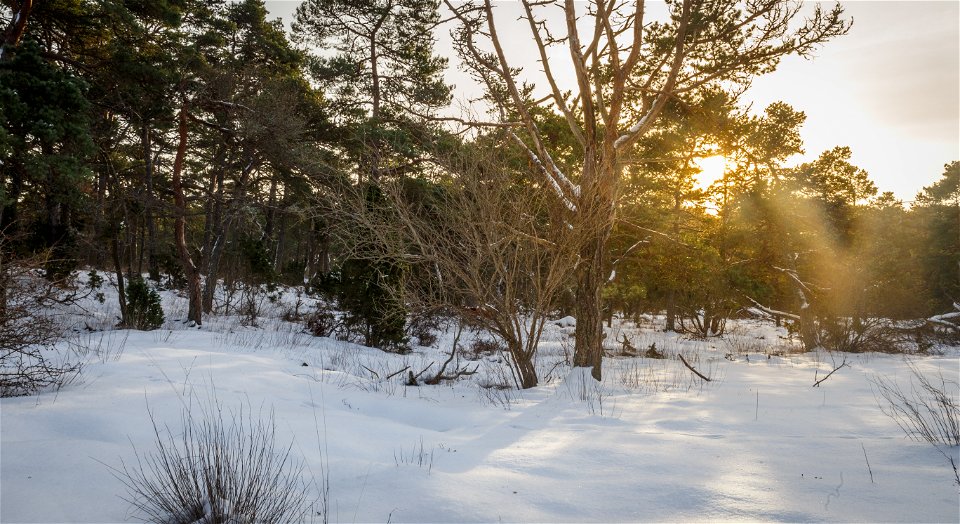 Enbuskar och lägre barrträd med marktäcke av snö. Solen lyser genom ett av träden.