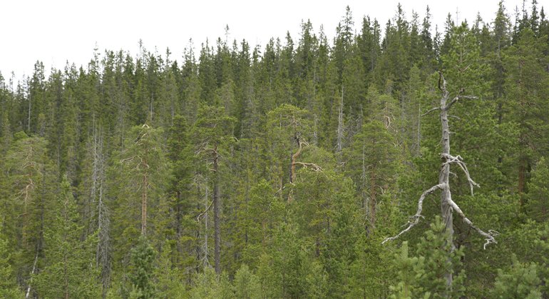 Gammelskog i Stora Korpimäki naturreservat.