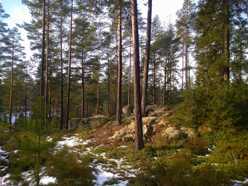Tallskog vinter