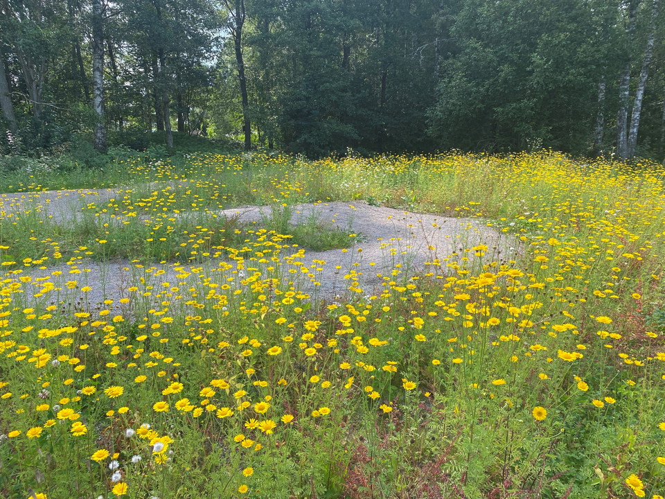 Cykla nära ängsblomster