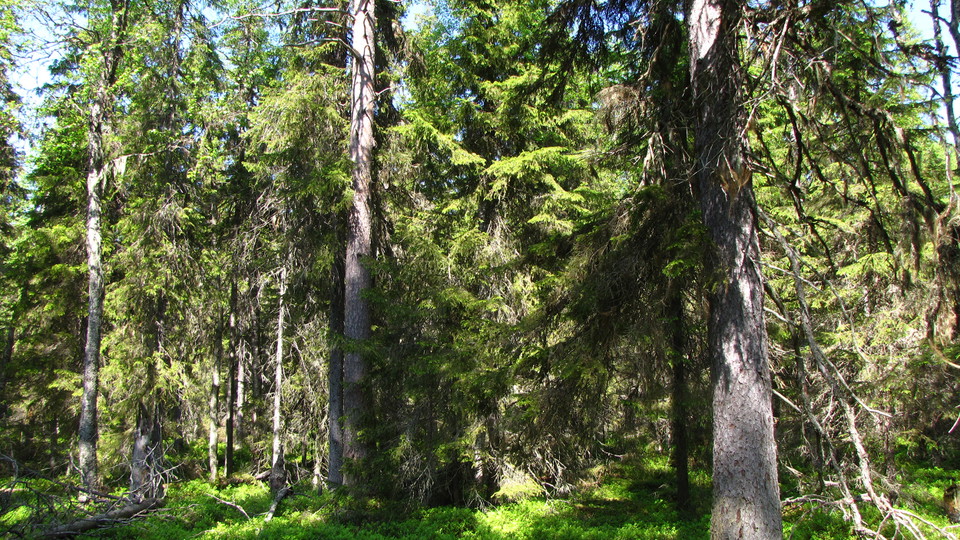 En grönskande barrskog med gamla träd.