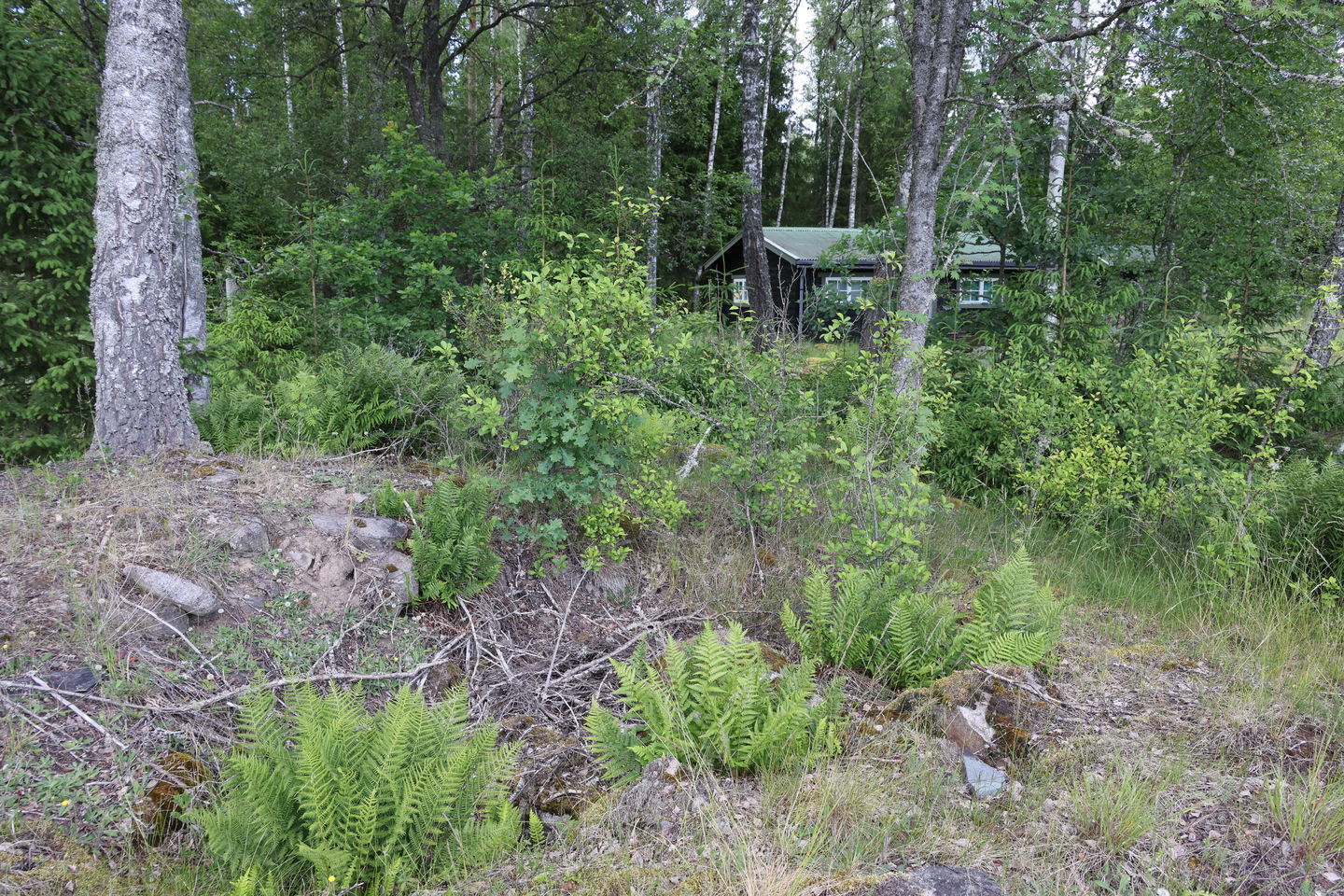 Foto: Niklas Kämpargård