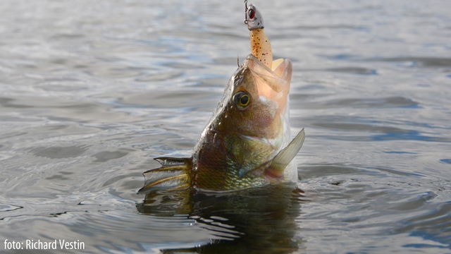 Fiska i Vårbyfjärden
