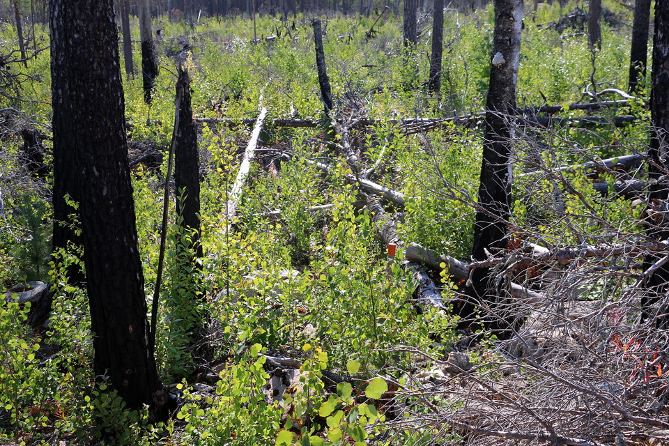 Brända trädstammar och grön björksly. Lite dolt, en orange stigmarkering.