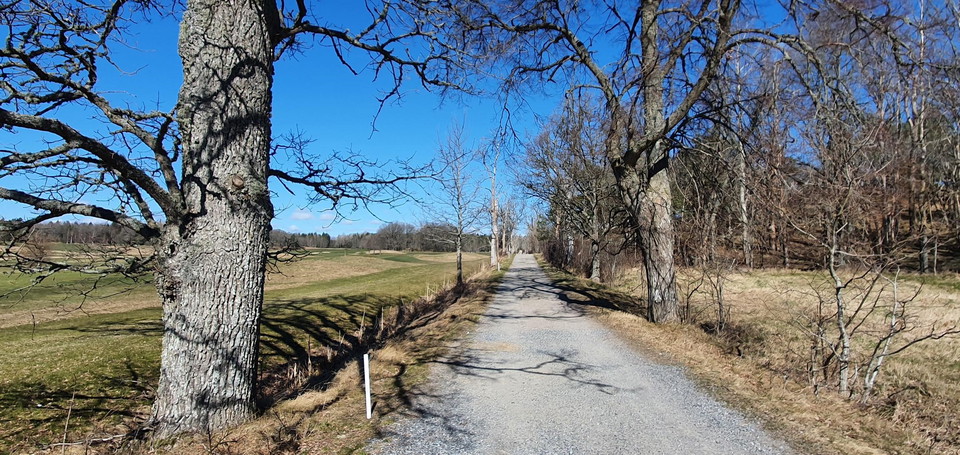 Allén norr om Årsta slott.