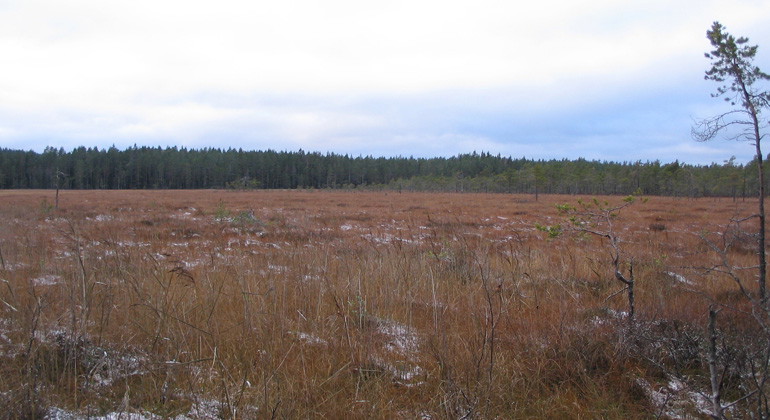Höstbild över Köpmansmossen.