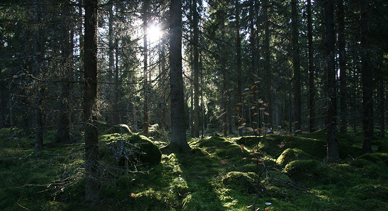 Här besöker du reservatet på naturens egna villkor.