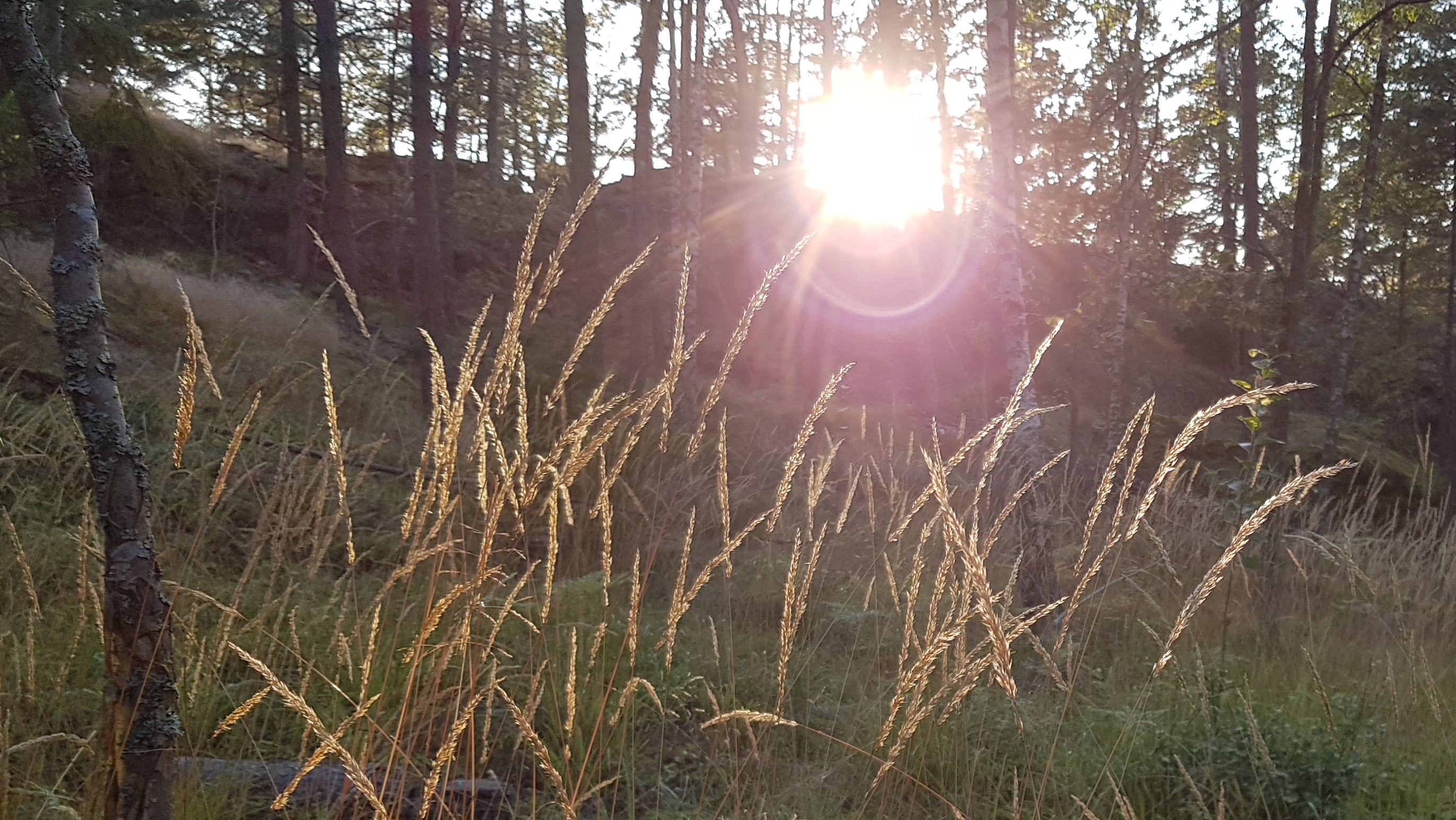 Piprör i skog på Södergarn. Foto Lidingö stad