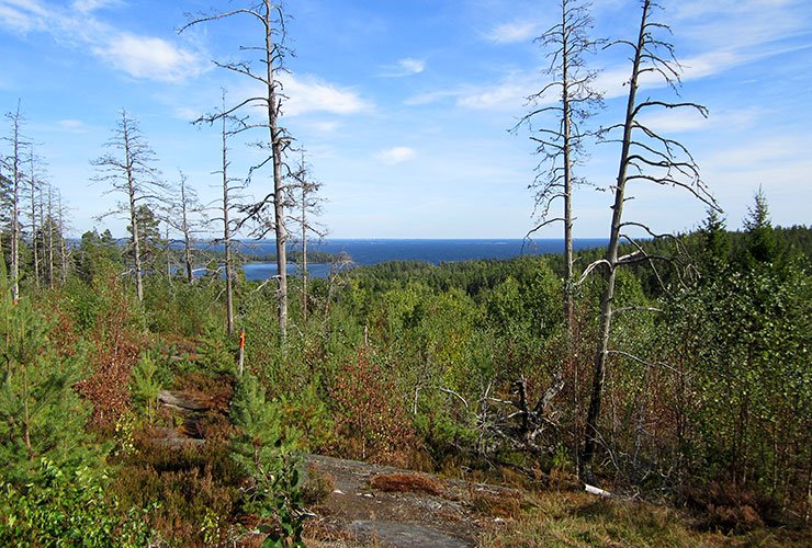 Utsikt över skogar