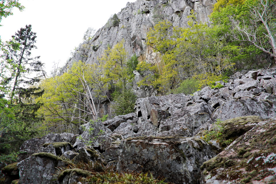 Rasbranter i Ekopark Halle-Hunneberg