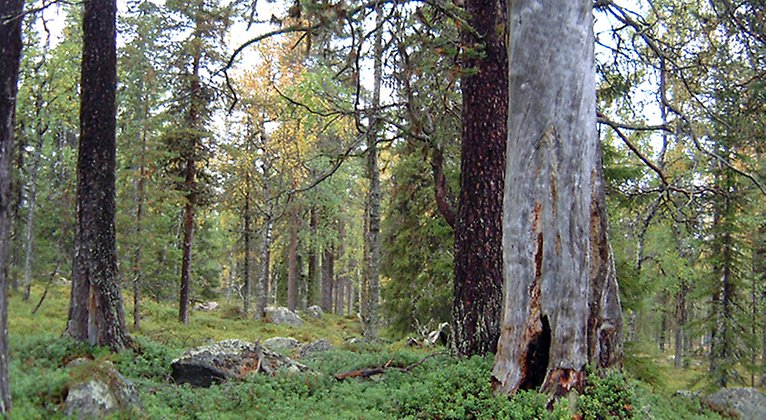 Den gamla döda tallen har en brandskada på stammen som kallas brandljud.