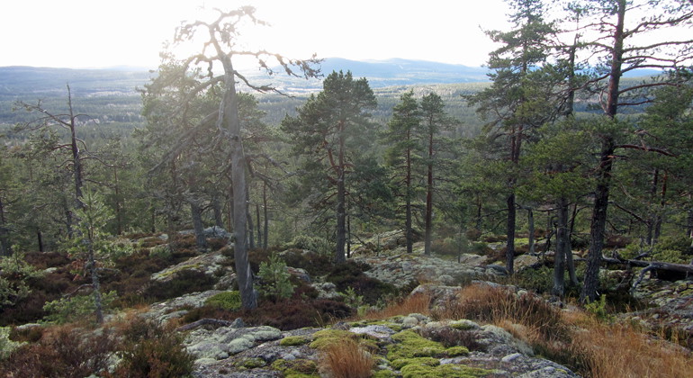 Torraka av gammal tall i motljus. Imponerande utsikt från bergstoppen.