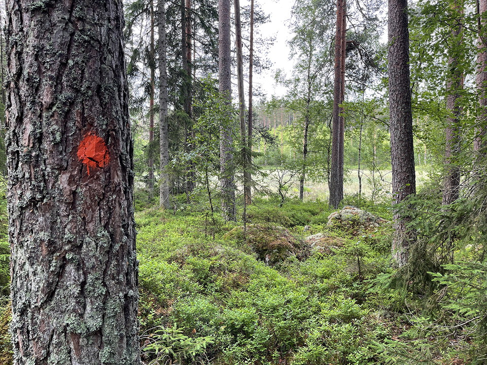 Orange prick på en trädstam. Otydlig stig bland tallar och blåbärsris.