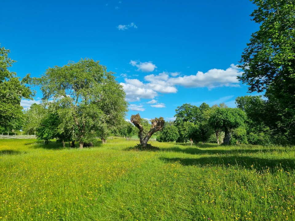 Hallstad ängar naturreservat