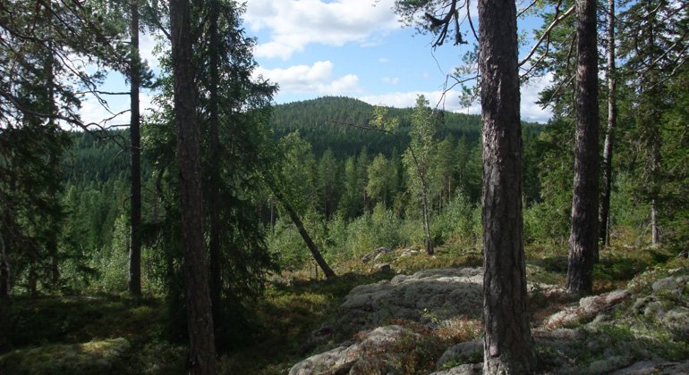 Utsikt från berget Kransarna mot ett annat naturreservat, Björnåsen.