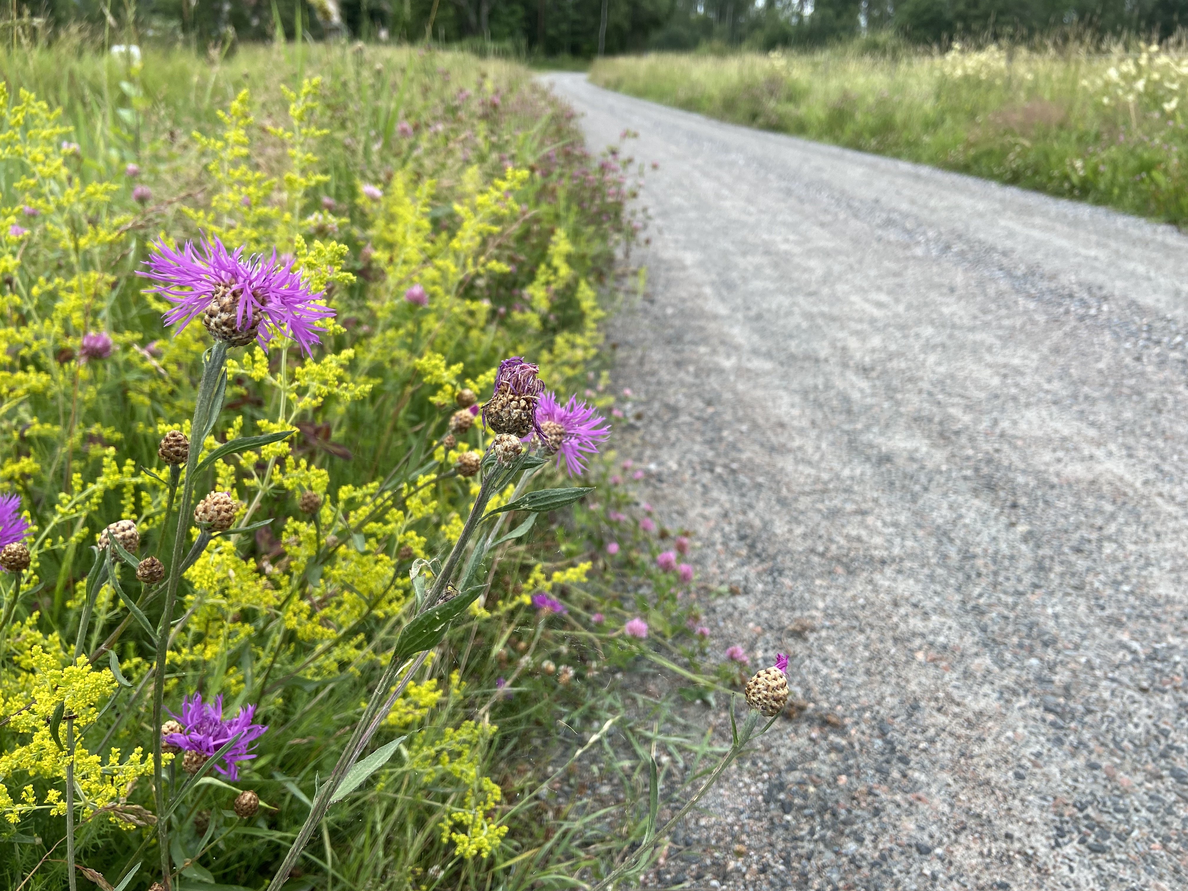 The Uppland Trail, section 20, 10 km