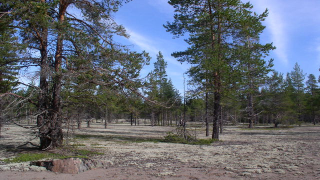 Bockön