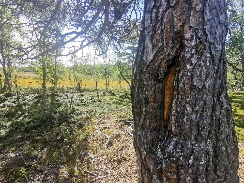 Trolig barktäkt.